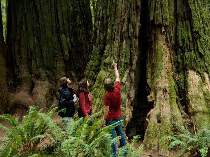 Du kh&aacute;ch tham quan C&ocirc;ng vi&ecirc;n Quốc gia v&agrave; bang Redwood. Ảnh: Visit National Park