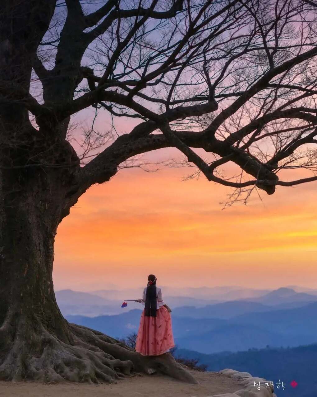 Du kh&aacute;ch chụp ảnh với c&acirc;y zelkova.  Ảnh: Korea Landscape