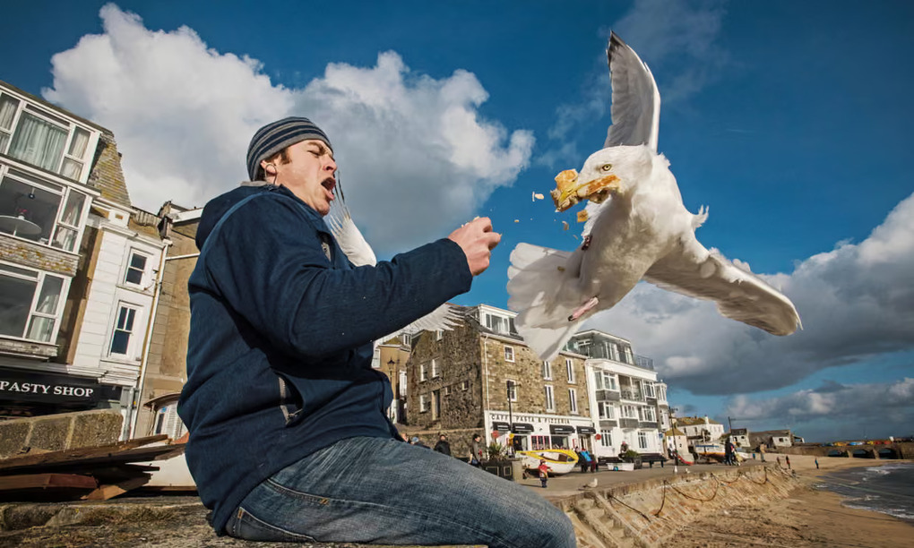 M&ograve;ng biển cướp đồ ăn tr&ecirc;n tay du kh&aacute;ch tại St Ives, Cornwall, Anh. Ảnh: Nature Picture Library/Alamy