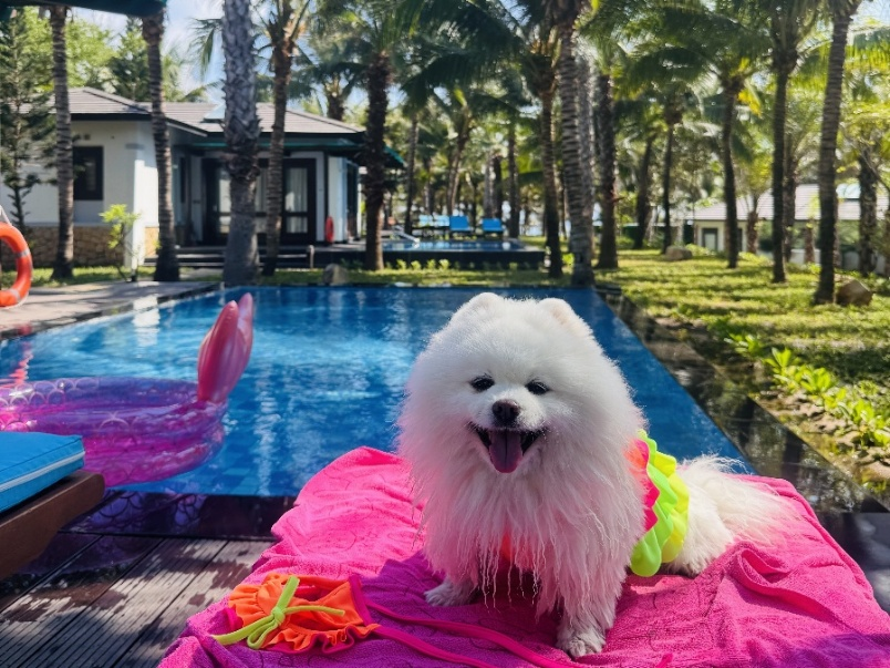 Th&uacute; cưng tắm nắng tại khu nghỉ dưỡng. Ảnh: Duyen Ha Resort Cam Ranh