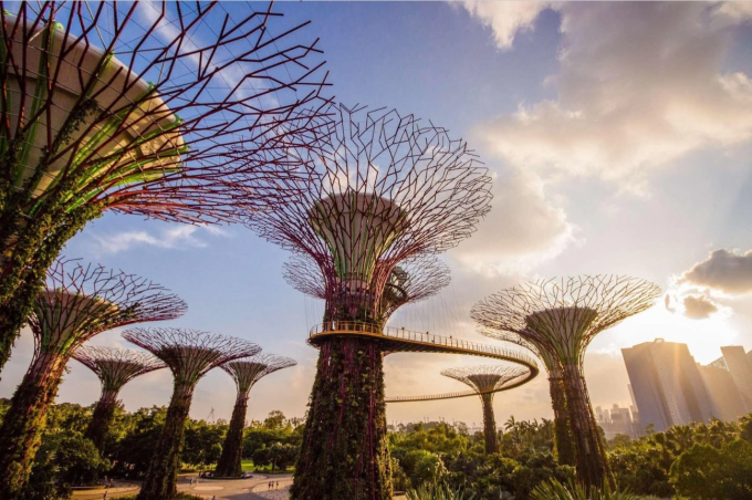 Những si&ecirc;u c&acirc;y nh&acirc;n tạo của Supertree Grove tại Singapore. Ảnh: Singapore Tourism Board